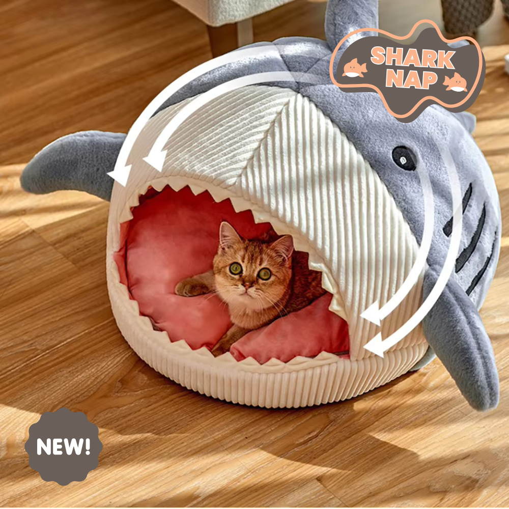 Shark Nap